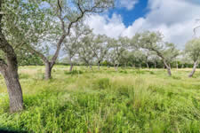 land for sale in Nordheim Texas